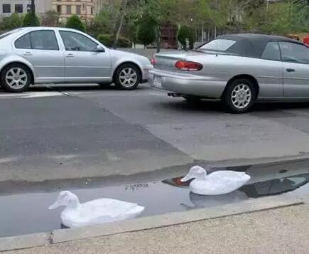 透明膠帶做的鴨子雕塑 透明膠帶做的鴨子雕塑